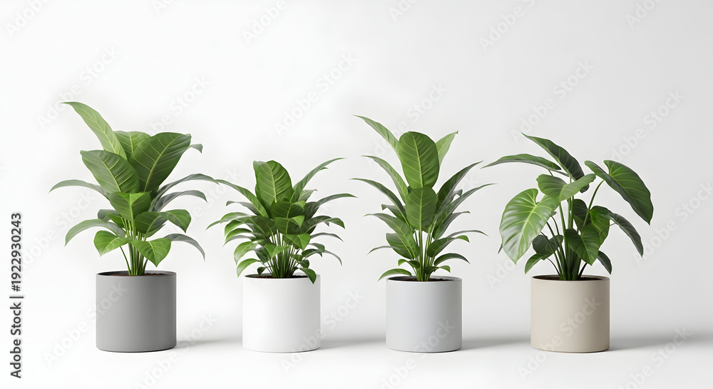 Fototapeta premium Three potted plants with lush green leaves on white background