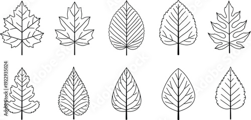 Black and white leaf illustrations collection