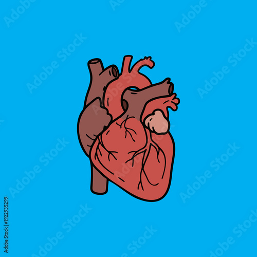 Human Heart Anatomy Illustration Hand Drawn Style Vector