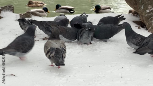 A flock of pigeons walks across the fresh white snow on a riverbank. In the background, mallard ducks glide across the cold water. Light snow falls over the birds in this winter park scene.