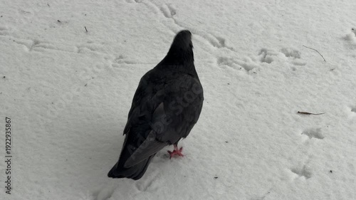 A black pigeon runs quickly across a field of deep white snow. The bird leaves a trail of tracks while snowflakes fall in the wintry environment.