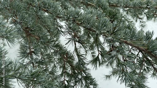 Silvery evergreen needles gather light snowflakes during a winter storm. The cedar branches extend across a soft white background. Frost and ice crystals cling to the textured woody stems.