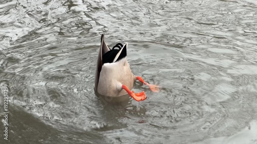 A mallard duck dives into a rippling gray pond during winter. Its tail feathers and bright orange webbed feet stick out of the water while it searches for food.