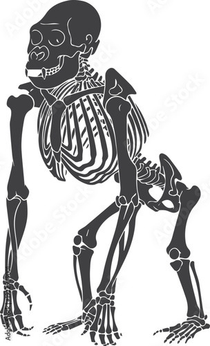 Silhouette Gorilla Skeleton Upright Semi-Standing Pose Primate Anatomy Illustration