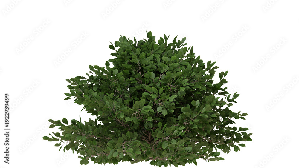 Obraz premium Lush Green Bush with Dense Foliage on White Background