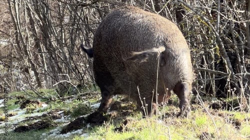 Large wild boars with thick dark fur explore a winter landscape. One animal roots in the snowy grass while another moves toward a dense thicket. The animals exhibit natural foraging behaviors.