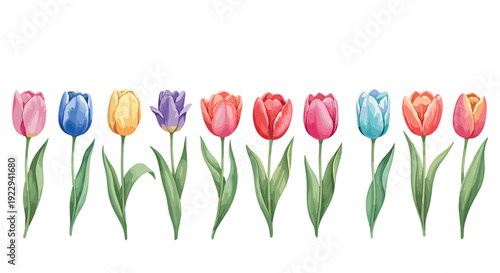 Colorful spring tulips in a row with leafy green stems on white background