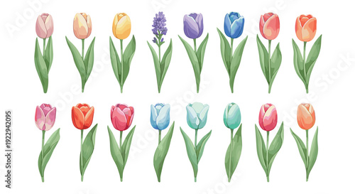 Colorful floral arrangement of tulips and hyacinths on white background