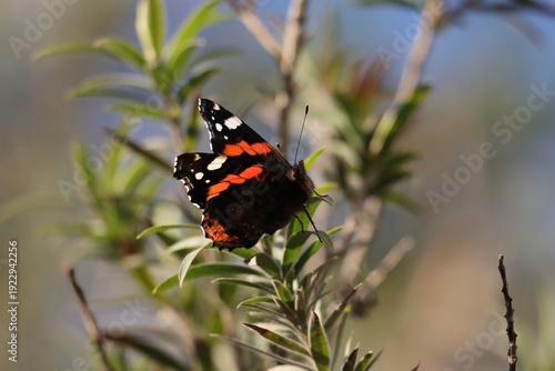butterfly standing on twig of tree