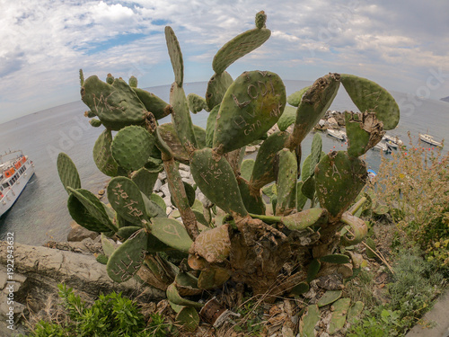 Large opuntia cactus growing wild amongst wild flowers on top of hill overlooking Mediterranean sea on Cinque Terre, Italy. 