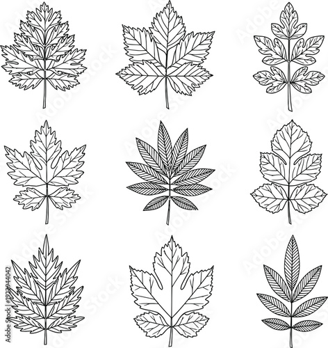 Collection of nine distinctive black and white leaf illustrations