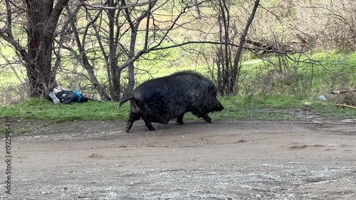 A large, dark wild boar walks across a dirt path. The animal moves from left to right toward a wooded area with green grass and bare trees. Its thick, bristly fur is visible in the daylight.