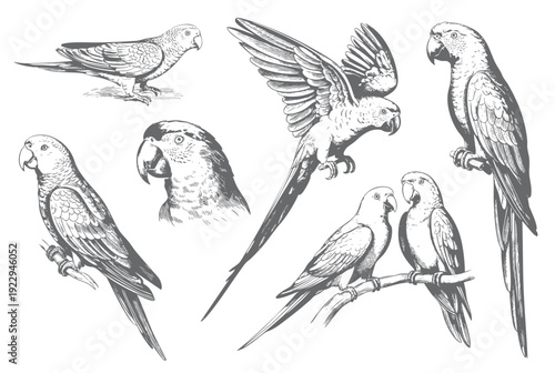 Vintage hand drawn macaw parrot collection in engraving ink sketch style isolated on white background.
