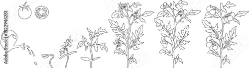 Sketch of life cycle of tomato plant development from seed and sprout to fruiting plant with ripe fruits. Growth stages of tomato plant isolated on white background
