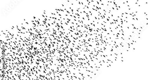 Massive black silhouette vector collection of hundreds of small birds flying together in a large flock formation isolated on a white background.