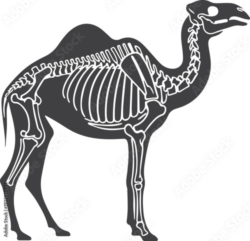Black Silhouette Camel Skeleton Side Profile Isolated Desert Animal Anatomy Illustration