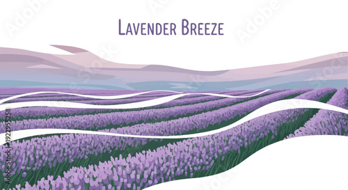 Lavender Field Landscape. Blooming Purple Flowers, Hills and Sky. Vector Art