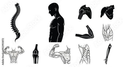 Anatomical illustrations depicting the human musculoskeletal system in detail