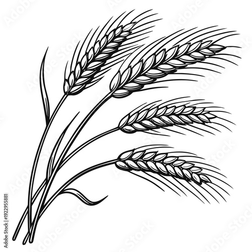 Hand‑drawn black and white line drawing of four wheat stalks curling gracefully, viewed from a frontal perspective in a minimalist composition