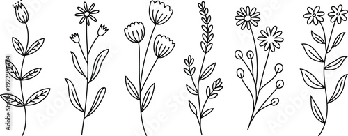 Set of hand drawn minimalist floral branches and wildflower sketches isolated on white background black line art botanical decorative elements.