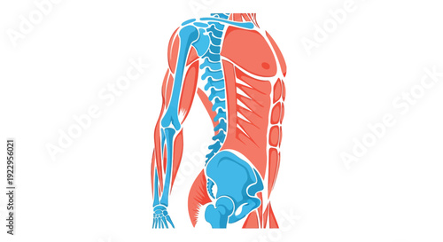 Anatomy illustration depicting the muscular and skeletal systems of the torso