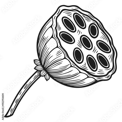 Illustrating a Lotus Seed Pod in a Hand-Drawn Line Drawing from an Angled Perspective against a Plain White Background