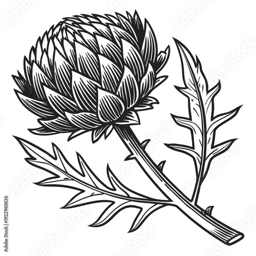 An artistic black and white illustration of an artichoke flower with leaves and stem, presented in a detailed drawing from a front viewpoint