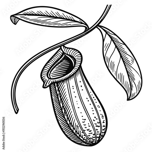 Detailed illustration of a pitcher plant with leaves hanging from a stem, viewed from the side in a botanical art style