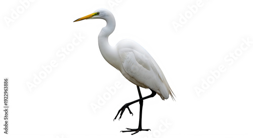 White egret standing on one leg with orange beak, isolated on transparent background