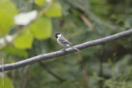 Картината върху платно The Cinereous Tit is a lively songbird with bold black, white, and grey plumage