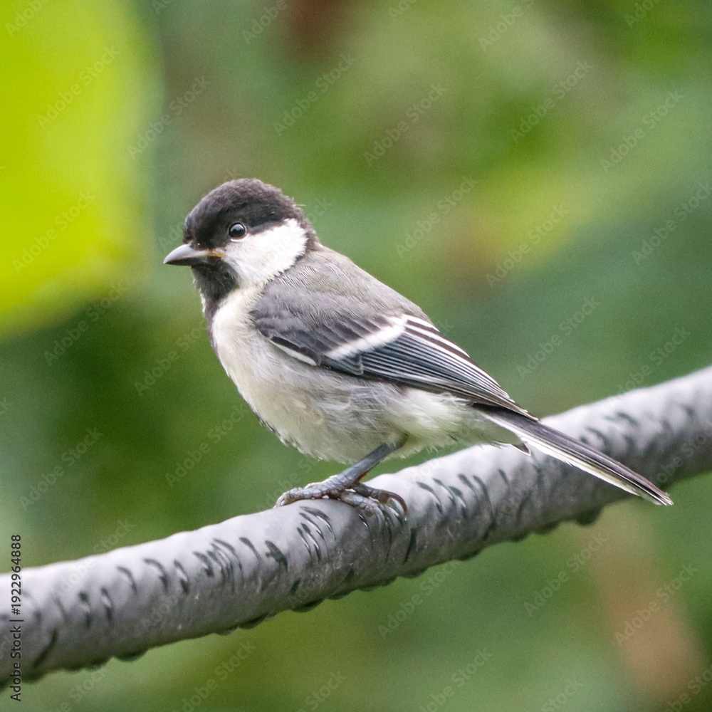 Obraz premium The Cinereous Tit is a lively songbird with bold black, white, and grey plumage. Often seen in gardens and woodlands, it moves energetically between branches, filling the air with cheerful calls.