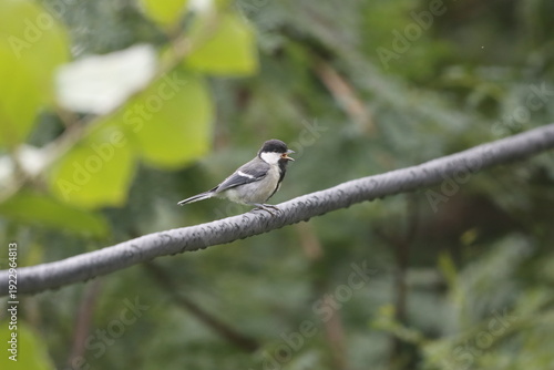 Картината върху платно The Cinereous Tit is a lively songbird with bold black, white, and grey plumage