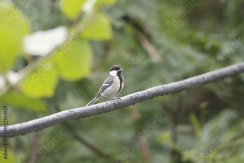 Fotografie The Cinereous Tit is a lively songbird with bold black, white, and grey plumage