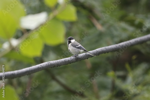 Картината върху платно The Cinereous Tit is a lively songbird with bold black, white, and grey plumage