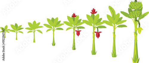 Banana plant growth stages from sprout to fruit, tropical agriculture lifecycle diagram, minimal flat vector illustration isolated on background