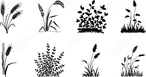 Wheat, rice and leafy plant silhouettes collection, black agricultural and botanical elements isolated on white background for farming design