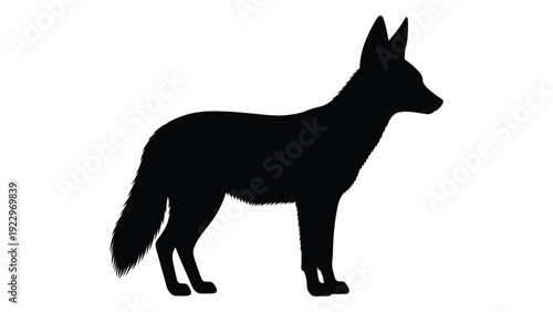 Silhouette of a coyote standing in profile against a white background
