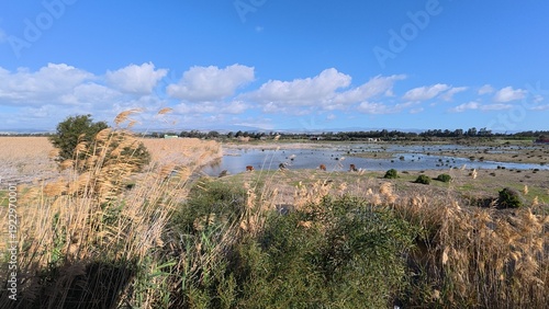 Photos Wide angle view of Akrotiri Marsh wetland with Cypriot cattle (Bos primigenius f