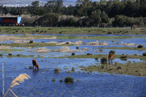 Photos Wide angle view of Akrotiri Marsh wetland with Cypriot cattle (Bos primigenius f
