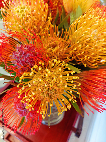 Red and orange protea flowers background. Beautiful and colorful exotic flower close-up. Colorful leucadendron flower composition. Floristry and gardening.