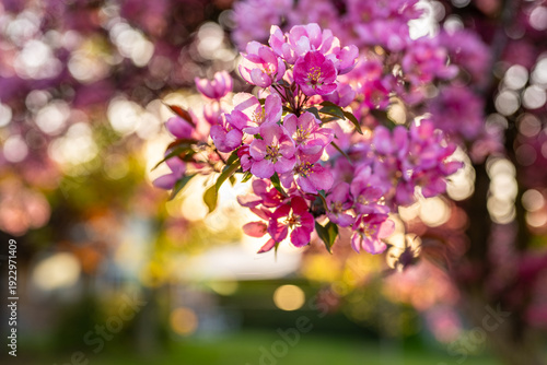 Vibrant pink blossoms from a crabapple tree showing new life and growth, bathed in the soft, warm glow of late afternoon sun, symbolizing renewal and the arrival of spring