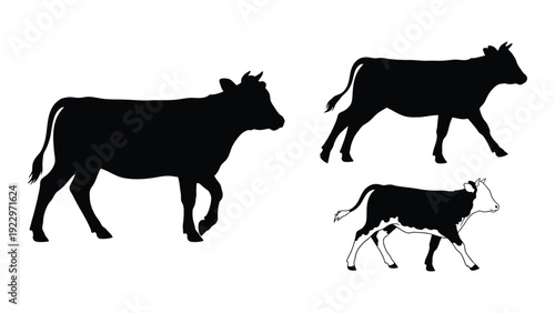 Black silhouettes of two cows and a calf standing in different poses