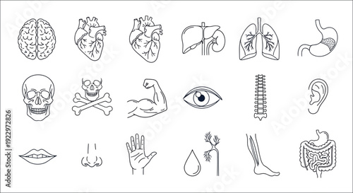 Anatomical illustrations depicting various human organs and skeletal structures