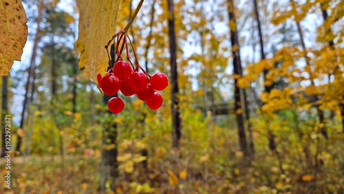 Foto Red ripe rowan berries adorn the trees in clusters on autumn days
