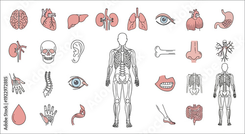 Detailed illustration of human anatomy showcasing various organs and systems