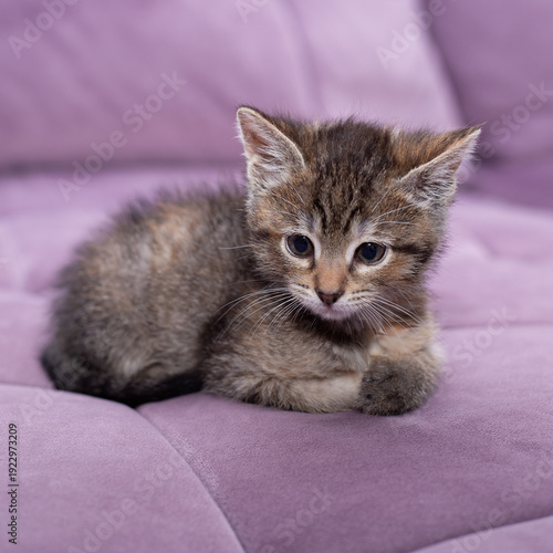 A striped kitten on a lilac sofa