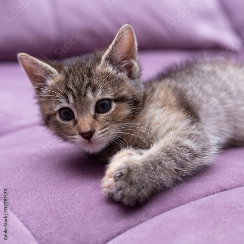 A striped kitten on a lilac sofa