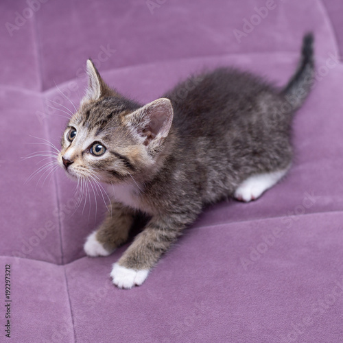 A striped kitten on a lilac sofa