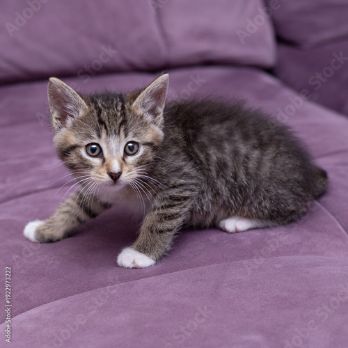 A striped kitten on a lilac sofa