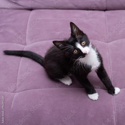 A black and white kitten on a lilac sofa